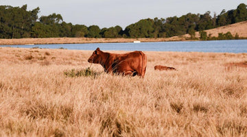 Beef and Climate Change - Separating Fact From Fiction